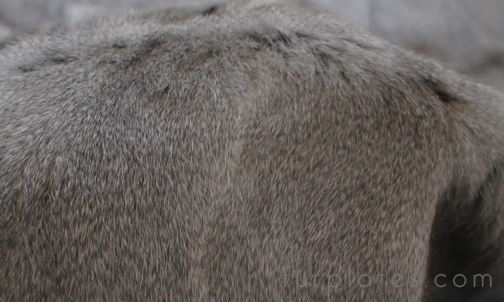 grey squirrel fur